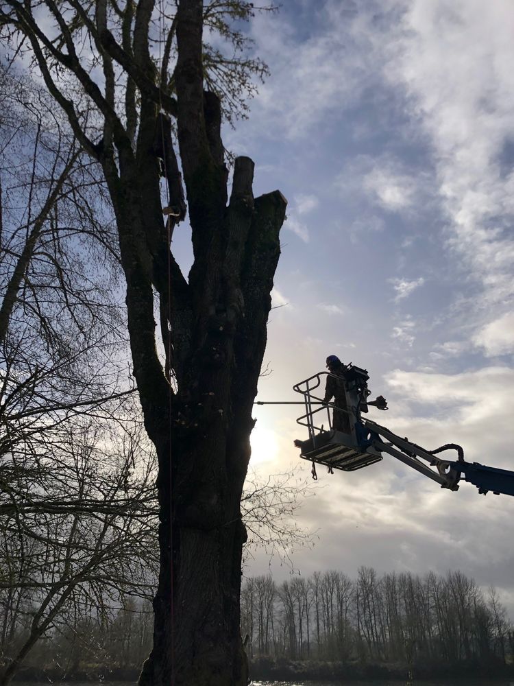 Ash Rock Tree Service - tree service in Salem, OR