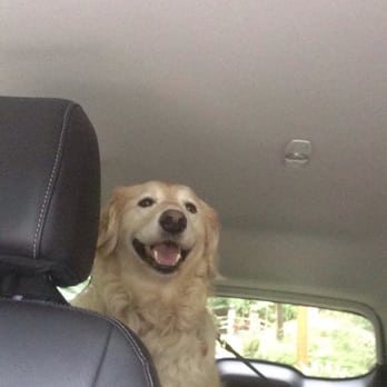 Camp Happy Paws - Pulling up to Camp Happy Paws...Miles is all smiles! - Pet Boarding Near Me - Bothell, Washington