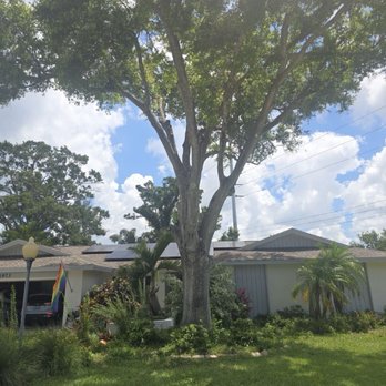 Star Bluegill's Tree Services - After - Tree Services Near Me Star Bluegill's Tree Services - After - Tree Services Near Me