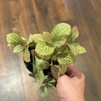 Plants by Jacob - Nurseries & Gardening Near Me Plants by Jacob - Nurseries & Gardening Near Me