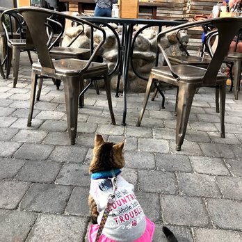 Sunriver Brewing Co - Galveston Pub - Ziva enjoying the pet patio at Sunriver Brewing - Brewpubs Near Me - Bend, Oregon Sunriver Brewing Co - Galveston Pub - Ziva enjoying the pet patio at Sunriver Brewing - Brewpubs Near Me - Bend, Oregon