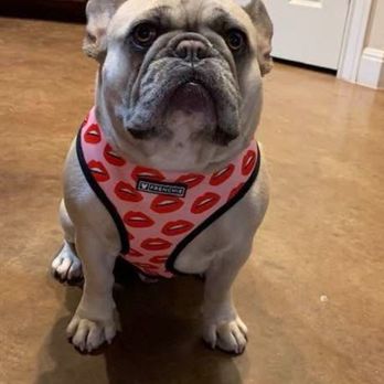 Austin Pet Ranch - Rocco posing before going to "camp" - Pet Groomers Near Me - Austin, Texas