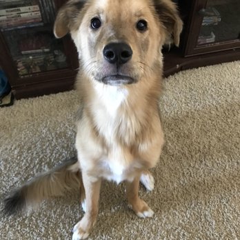 Pet Cuts - Pet Groomers Near Me - San Marcos, California