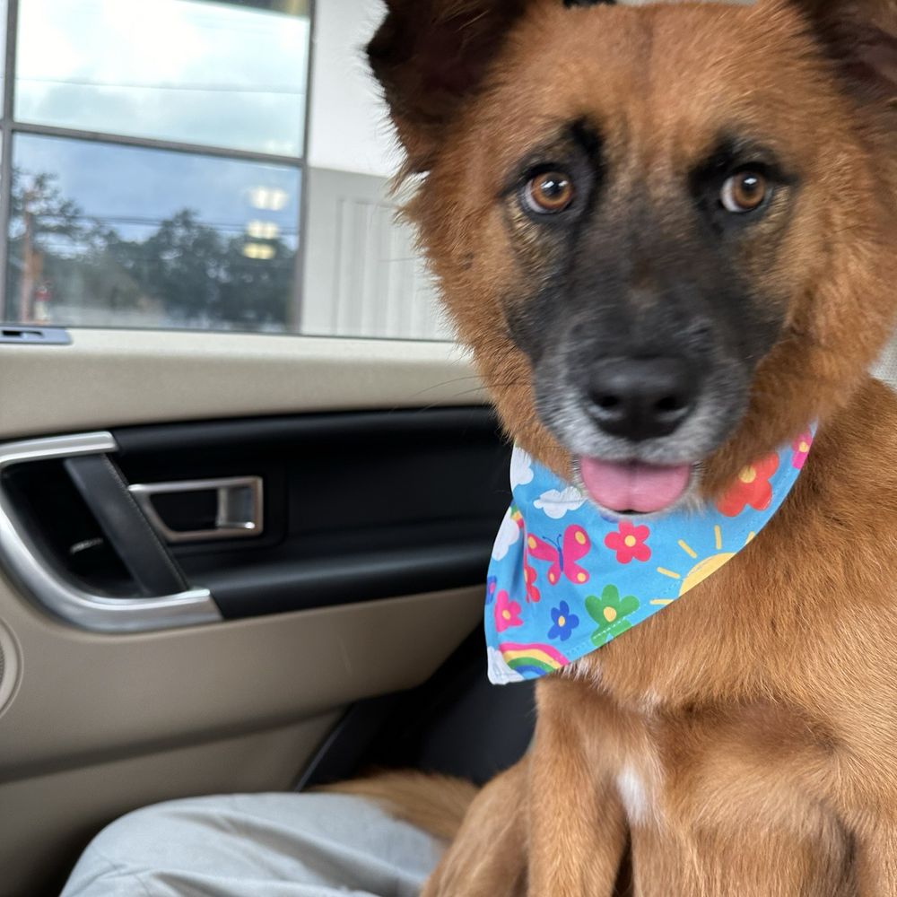 petbar San Antonio - Alamo Heights - Nala after grooming - Pet Groomers Near Me - Alamo Heights, Texas petbar San Antonio - Alamo Heights - Nala after grooming - Pet Groomers Near Me - Alamo Heights, Texas