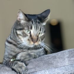 Happy Tails Petsitting