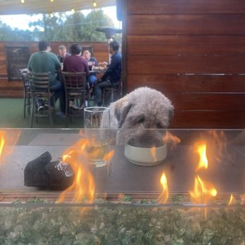 8 Bit Brewing Company - Our fur baby - being treated well - New American Near Me - Murrieta, California 8 Bit Brewing Company - Our fur baby - being treated well - New American Near Me - Murrieta, California