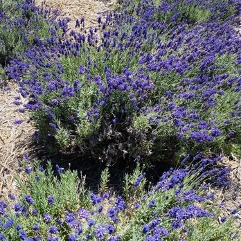 Frog Creek Farm Ojai - Pick Your Own Farms Near Me - Ojai, California