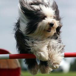 Mans best friend