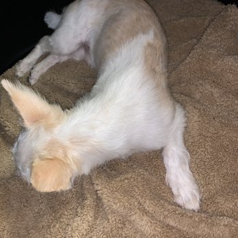 Sunshine Pet Grooming - Little rex - Pet Groomers Near Me - Mesa, Arizona