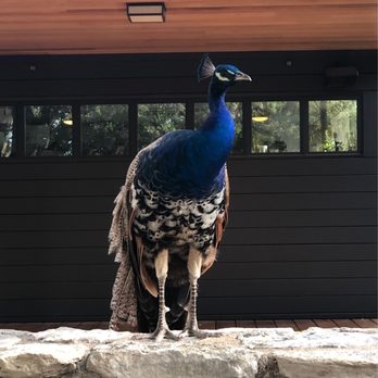 Mattie's - Peacocks roam freely on the grounds! - American Near Me - Austin, Texas Mattie's - Peacocks roam freely on the grounds! - American Near Me - Austin, Texas