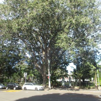 Alexandria Park - Tree - Parks Near Me - Alexandria, NSW