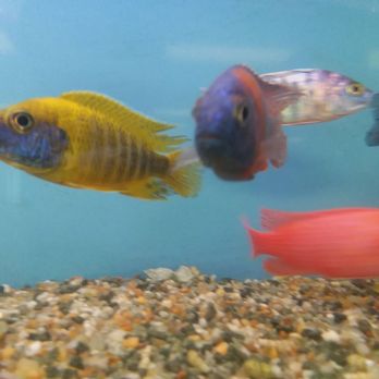 Fish & Pets Ranch - Local Fish Stores Near Me - Houston, Texas Fish & Pets Ranch - Local Fish Stores Near Me - Houston, Texas