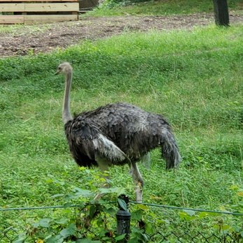 Bronx Zoo - Big ostrich - Zoos Near Me - Bronx, New York