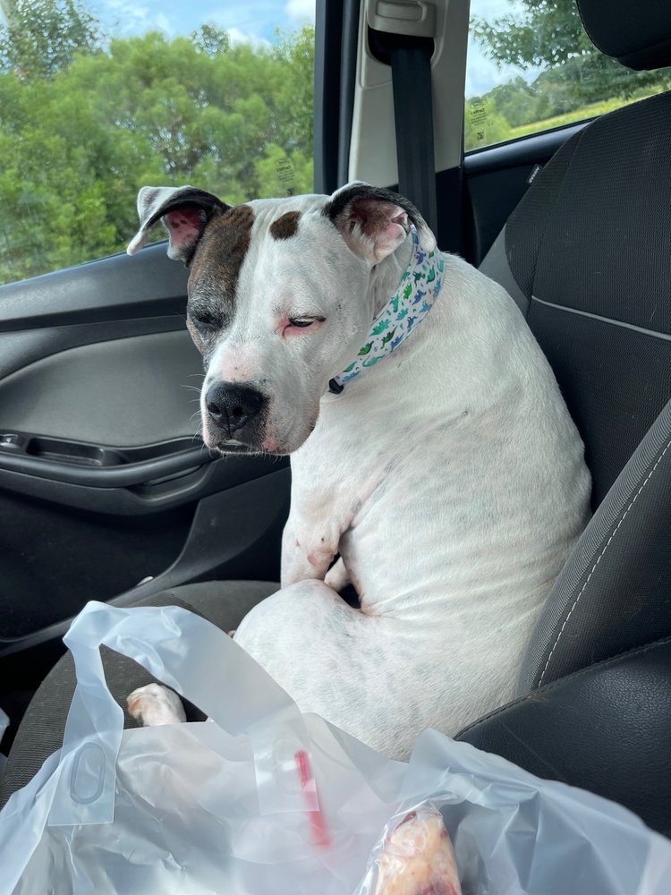 EARTHWISE PET GREENVILLE Updated April 2024 26 Photos & 17 Reviews