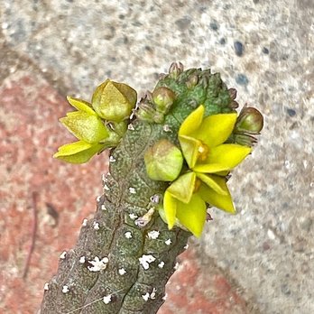 LA Succulents - Echidnopsis cereiformis - Nurseries & Gardening Near Me - Lake View Terrace, California LA Succulents - Echidnopsis cereiformis - Nurseries & Gardening Near Me - Lake View Terrace, California
