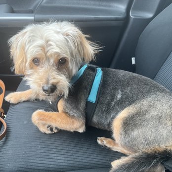 Classy K9 Cuts - Category Sexy Realness - 10, 10, 10 - Pet Groomers Near Me - Frisco, Texas