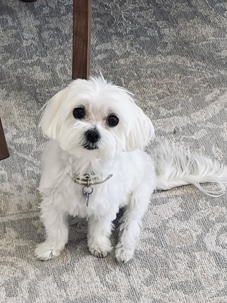 SCALLYWAGS DOGS GROOMING Updated October 2024 14 Reviews 272