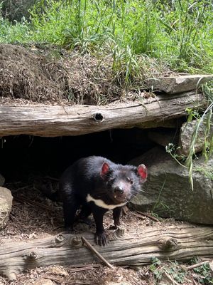 Tasmanian Devil Unzoo by null