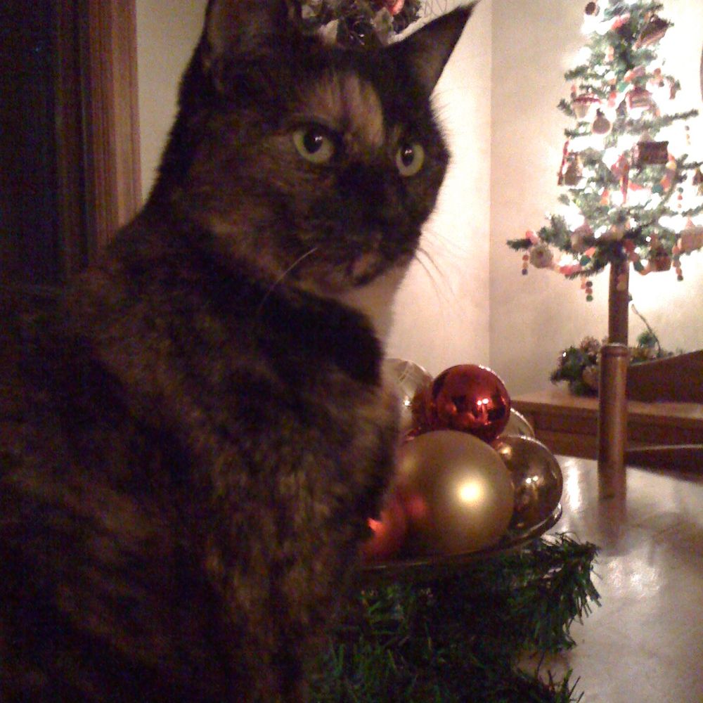 Bunny the miracle cat