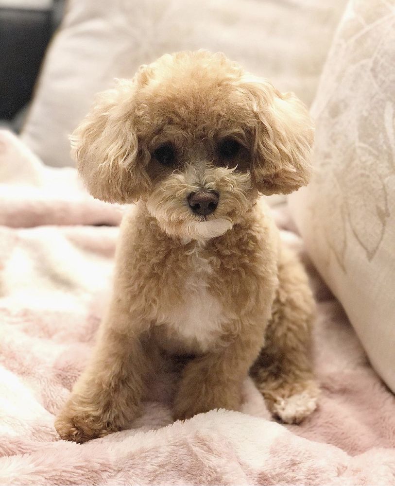 OC PET GROOMING Updated June 2024 67 Photos & 30 Reviews 647 S Beach Blvd, La Habra