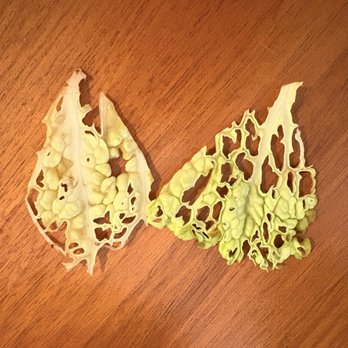Flower Child - Lettuce in salad all ate up - Salad Near Me - Houston, Texas Flower Child - Lettuce in salad all ate up - Salad Near Me - Houston, Texas