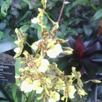 Lincoln Park Conservatory - Parks Near Me - Chicago, Illinois