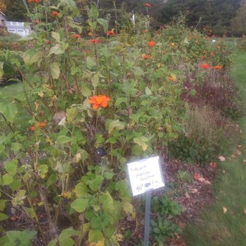 Omena Cut Flowers - Huge blooms for 40 cents - Flowers & Gifts Near Me - Suttons Bay, Michigan