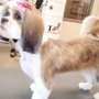 Photo of Tailored Tails Grooming