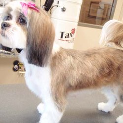 Tailored Tails Grooming