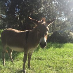 Ossabaw Island - Feral gas huffing donkey