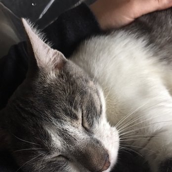 Richmond SPCA - Sleeping in my arms - Animal Shelters Near Me - Richmond, Virginia