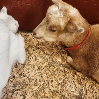 Beacon Hill Children's Farm - Love petting the goats at this place! - Zoos Near Me - Victoria, British Columbia Beacon Hill Children's Farm - Love petting the goats at this place! - Zoos Near Me - Victoria, British Columbia