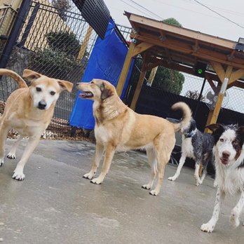 Pawz Dog Services - My golden babies from left to right are Newt and Luka! - Pet Boarding Near Me - Knoxville, Tennessee Pawz Dog Services - My golden babies from left to right are Newt and Luka! - Pet Boarding Near Me - Knoxville, Tennessee