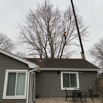 Spears Tree Service - Rigging the limbs before cutting - Tree Services Near Me - Plymouth, Michigan Spears Tree Service - Rigging the limbs before cutting - Tree Services Near Me - Plymouth, Michigan