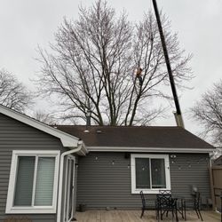 Spears Tree Service - Rigging the limbs before cutting