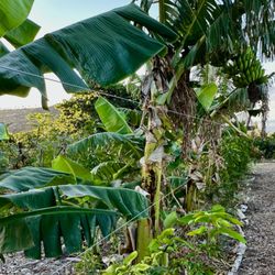 Maui Mango Mala - Close up of the unique trellis system that helps improve farm yields and the banana trees that nourish the baby mango trees underneath