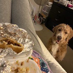 Cook Out - My dog eating my lunch!