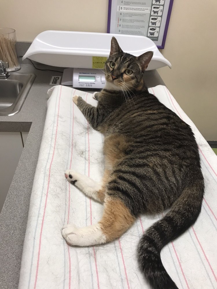 CHAT CAT HOSPITAL AT TOWSON 17 Reviews Veterinarians 6701 York Rd