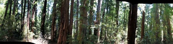 Hendy Woods State Park by null