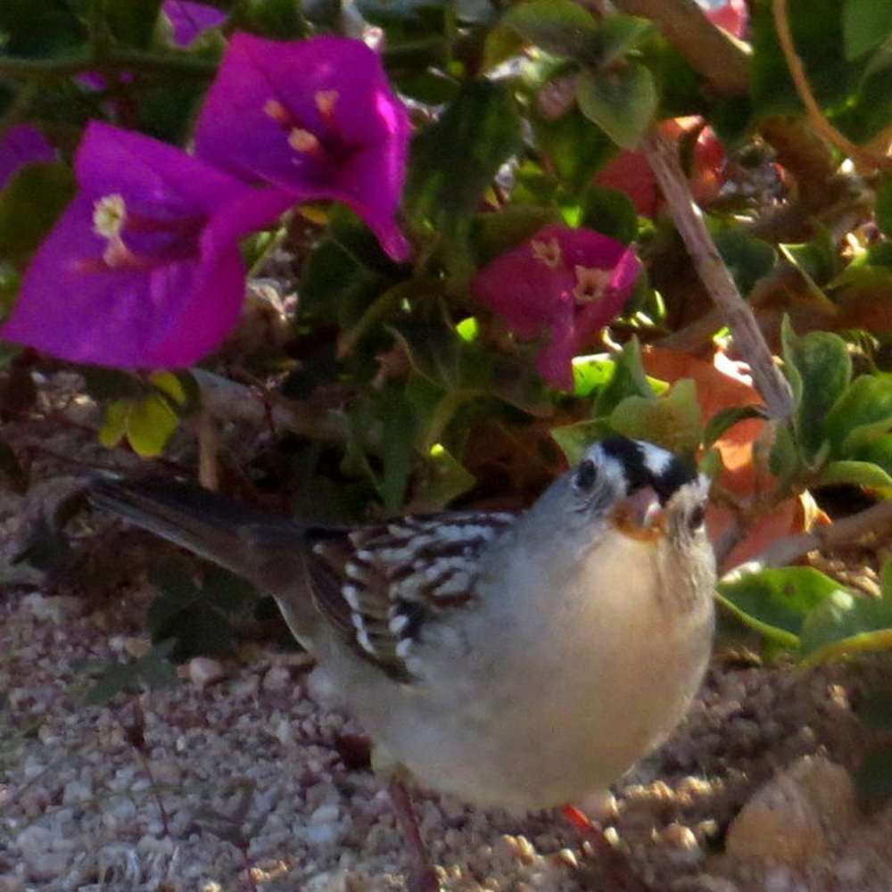Wild Bird Store - White-crowned sparrow foraging for Finch Mix - Bird Shops Near Me - Tucson, Arizona Wild Bird Store - White-crowned sparrow foraging for Finch Mix - Bird Shops Near Me - Tucson, Arizona