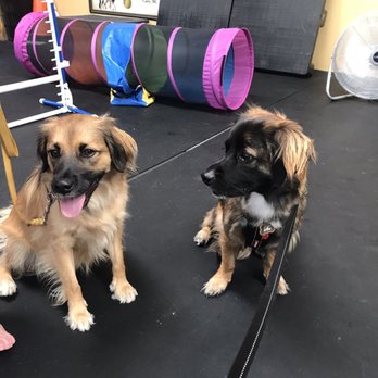 Jackie's Basics and Beyond Dog Training - Pet Training Near Me - Cary, North Carolina Jackie's Basics and Beyond Dog Training - Pet Training Near Me - Cary, North Carolina
