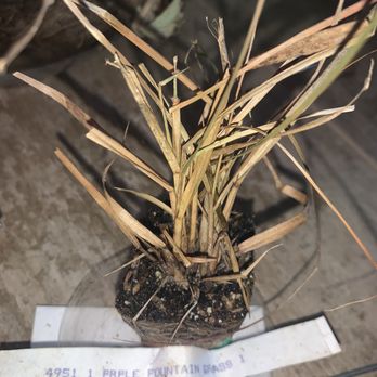 Direct Gardening - Completely dried up and dead - Nurseries & Gardening Near Me - Bloomington, Illinois Direct Gardening - Completely dried up and dead - Nurseries & Gardening Near Me - Bloomington, Illinois