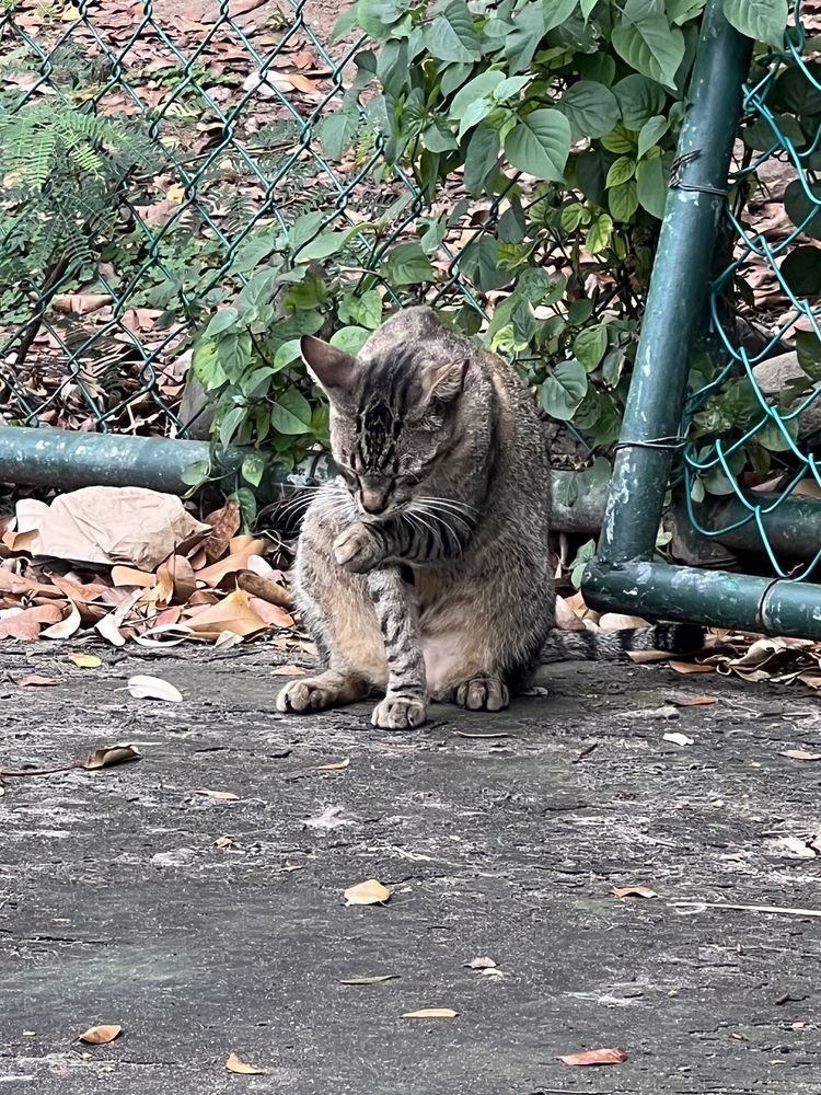 Save a Gato Image