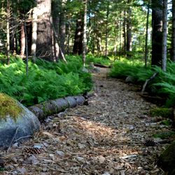 Helping Nature Heal - Woodland trail services