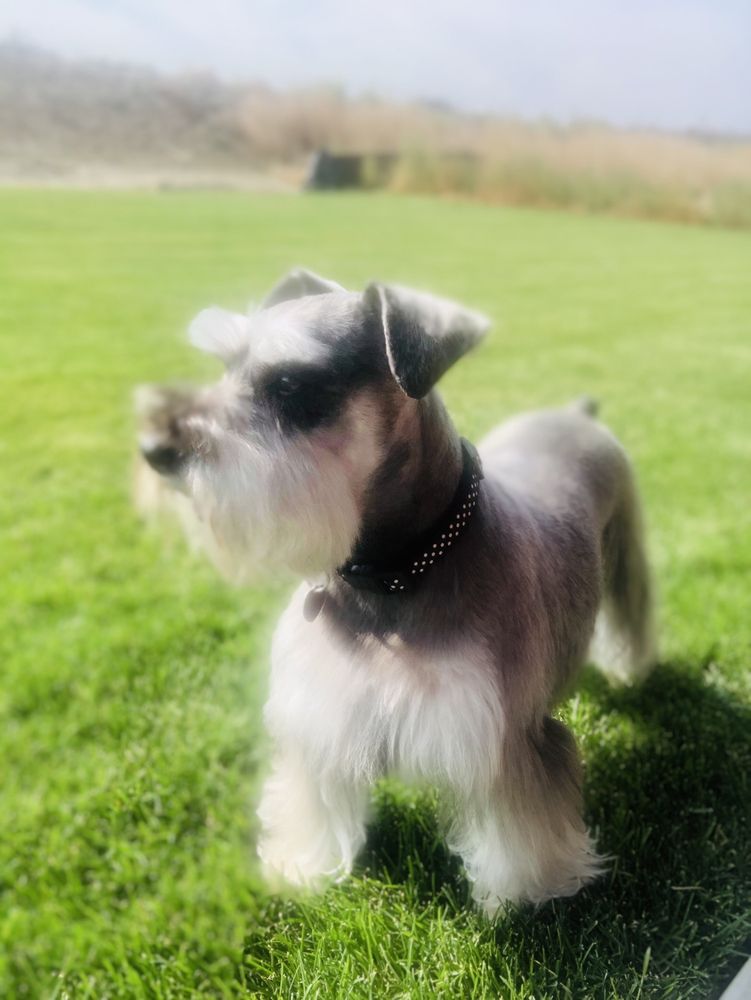 C’S DOGGY DOS with photos Updated August 2024 20 Photos Kennewick