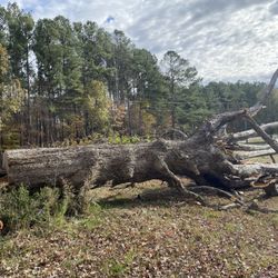 Lett's Tree Removal Service