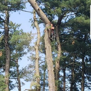 DBN Lawn Care - Tree services. - Lawn Services Near Me DBN Lawn Care - Tree services. - Lawn Services Near Me