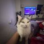 Portland Cat Grooming