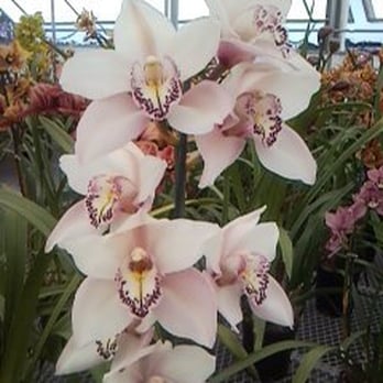 The Flower Fields - orchids in the greenhouse - Venues & Event Spaces Near Me - Carlsbad, California
