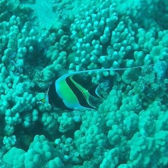 Pro Diver Maui - Molokini Crater - Scuba Diving Near Me - Kihei, Hawaii
